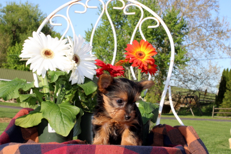 puppy, for, sale, Yorkshire Terrier, Matthew B. Stoltzfus, dog, breeder, Gap, PA, dog-breeder, puppy-for-sale, forsale, nearby, find, puppyfind, locator, puppylocator, aca